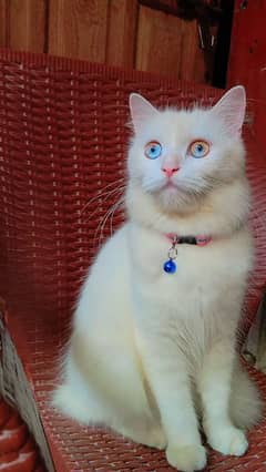 Persian Cat Triple-Coated Kittens (3 Months Old)