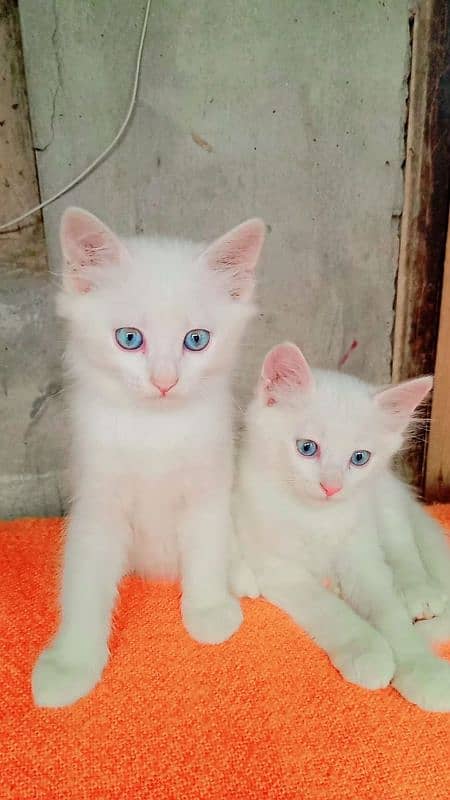 Persian Cat Triple-Coated Kittens (3 Months Old) 1