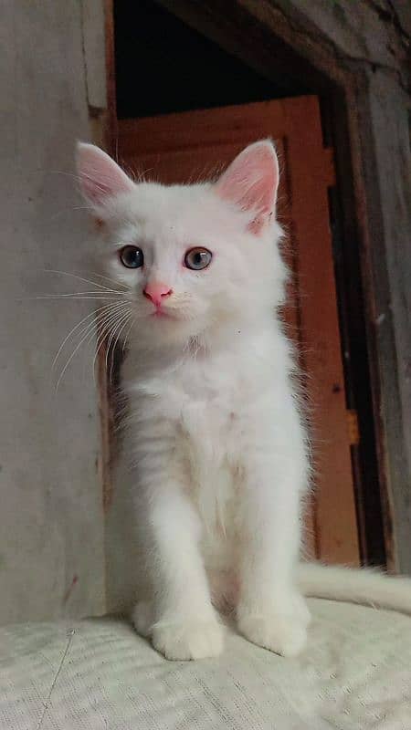 Persian Cat Triple-Coated Kittens (3 Months Old) 3