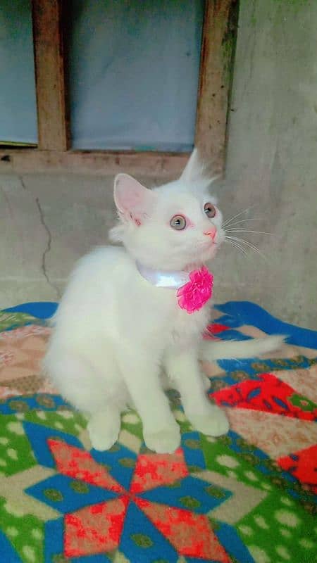 Persian Cat Triple-Coated Kittens (3 Months Old) 4