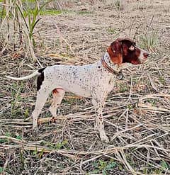 Pointer Dog shikar pr laga