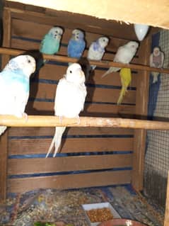 Budgies 4 Breeder's pair For sale or Exchange possible