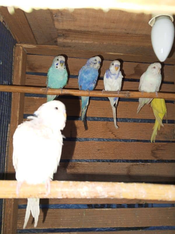 Budgies 4 Breeder's pair or Exchange possibly 1