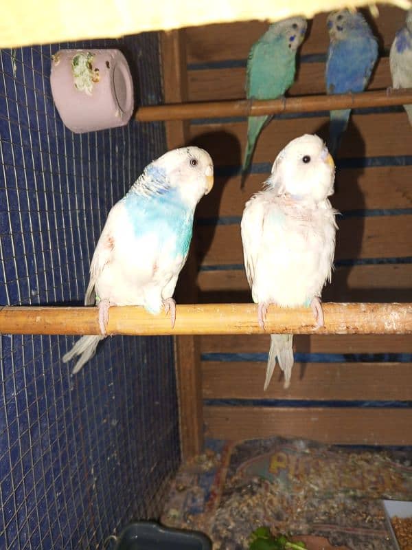 Budgies 4 Breeder's pair or Exchange possibly 3