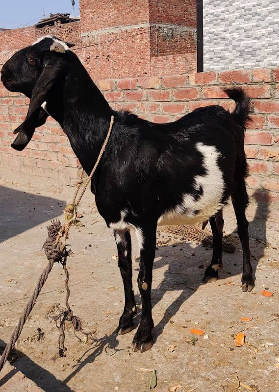 cross breed goat pregnant 2