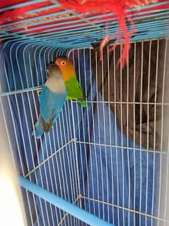 Lovebirds pair Blue/green Fisher