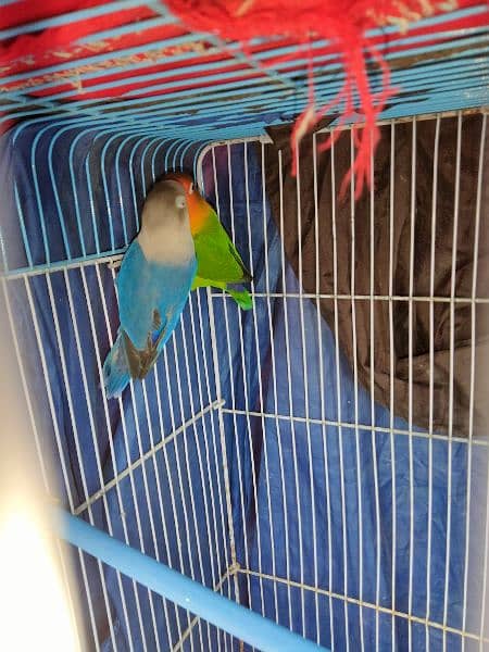 Lovebirds pair Blue/green Fisher 2