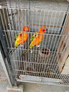 sun Conures pair for sale