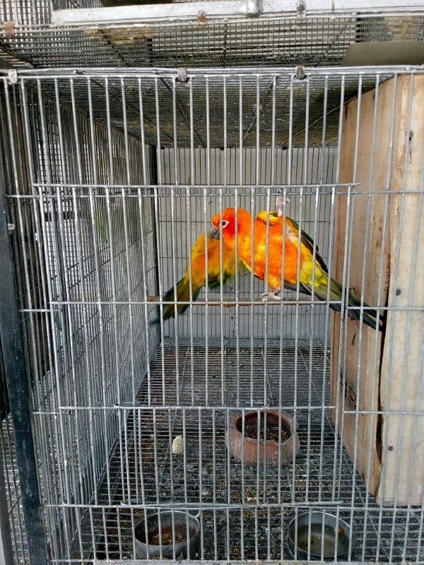 sun Conures pair for sale 1