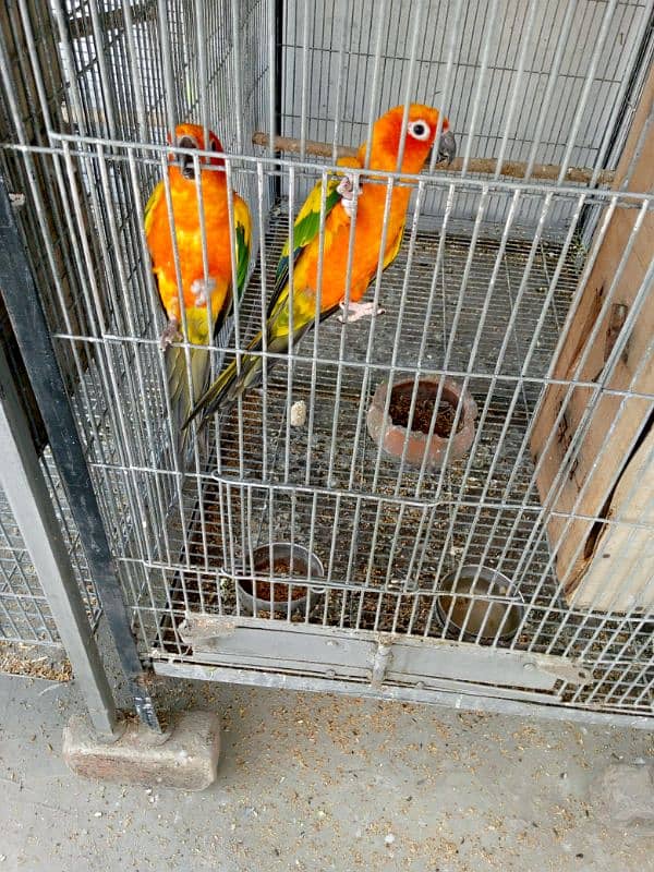 sun Conures pair for sale 2