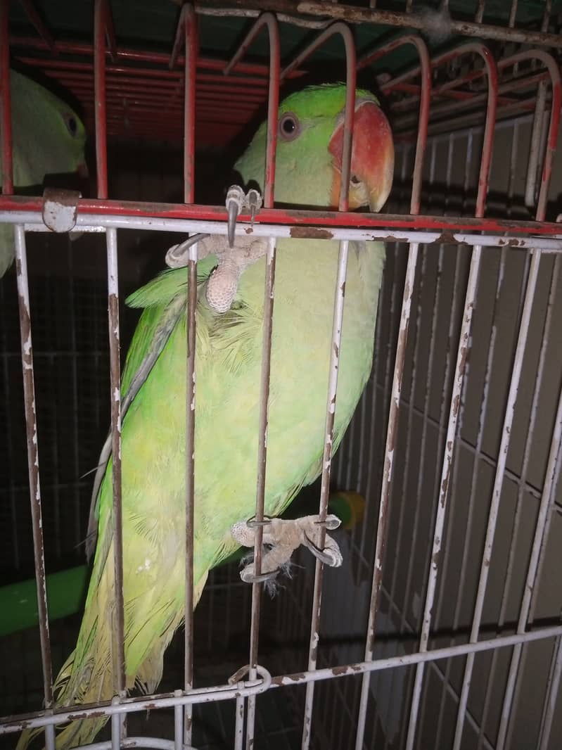 Kashmiri Raw Jumbo Size Parrot Pahari Parrot Contact 03362838259 0