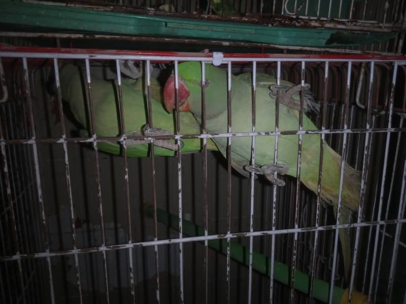 Kashmiri Raw Jumbo Size Parrot Pahari Parrot Contact 03362838259 1