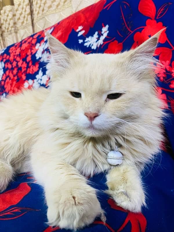 Light Brown Persian Male Cat 1