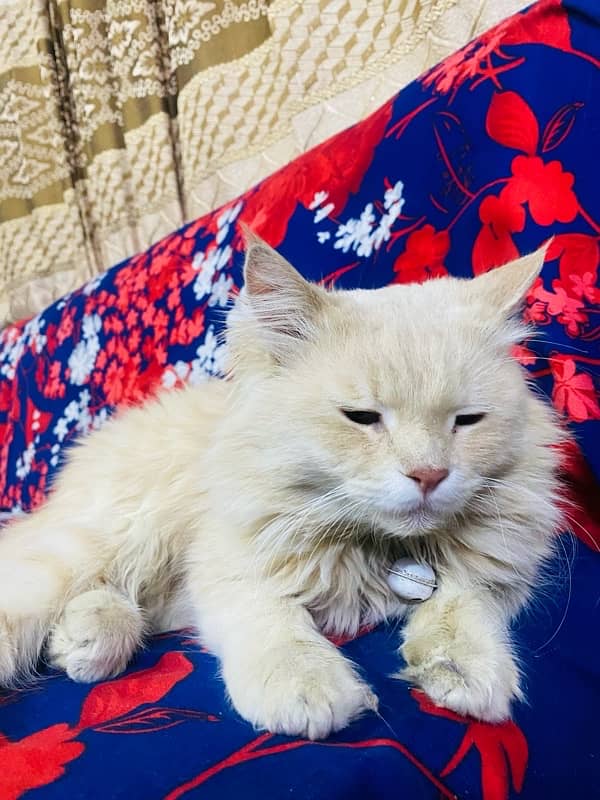 Light Brown Persian Male Cat 2