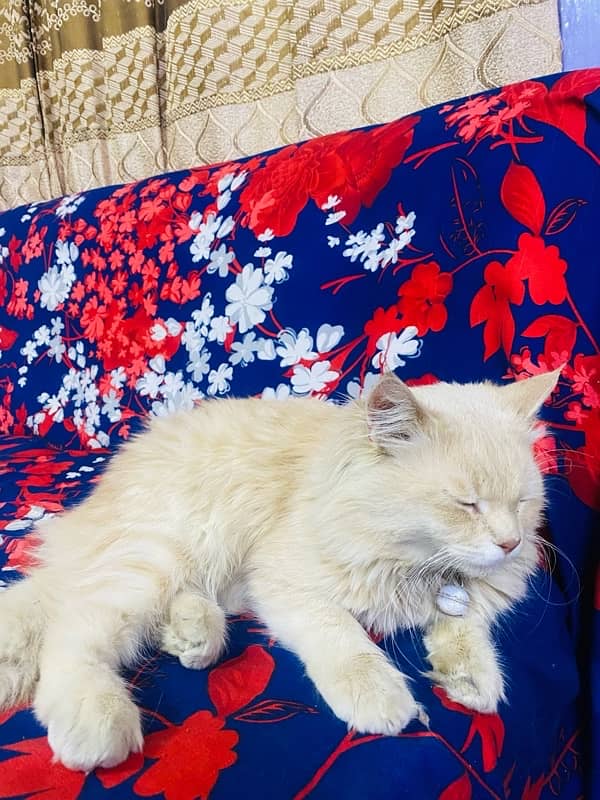 Light Brown Persian Male Cat 3