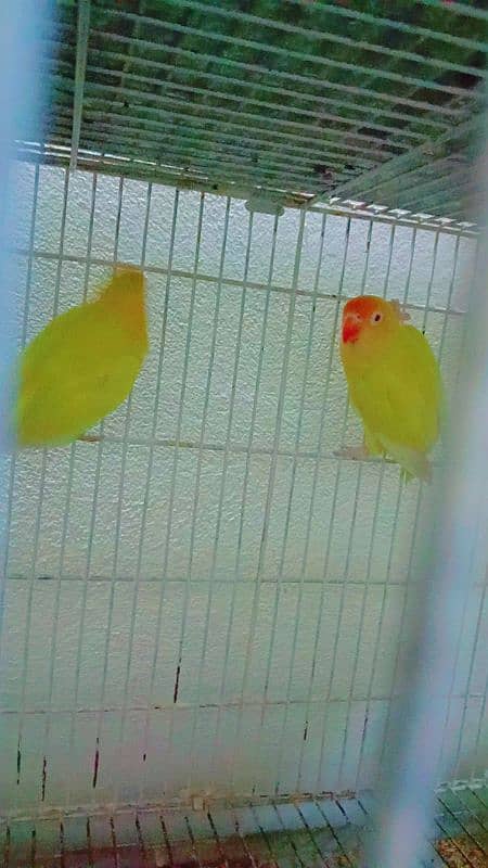 Love birds for sale hai 2