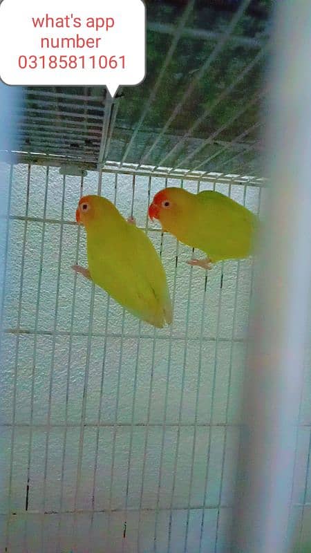 Love birds for sale hai 1