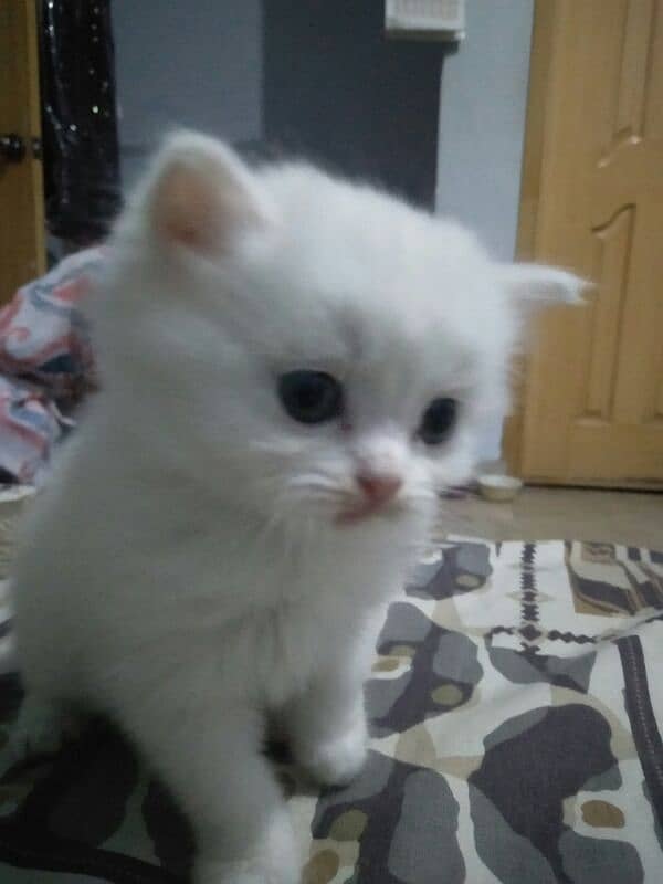 pure persian kitten 0