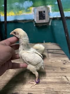 parrotbeak and o shamu chicks