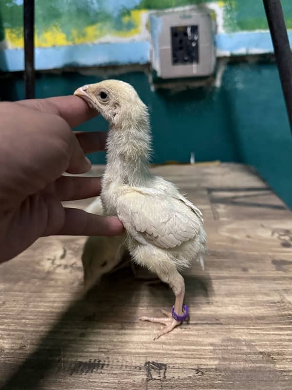 parrotbeak and o shamu chicks 1