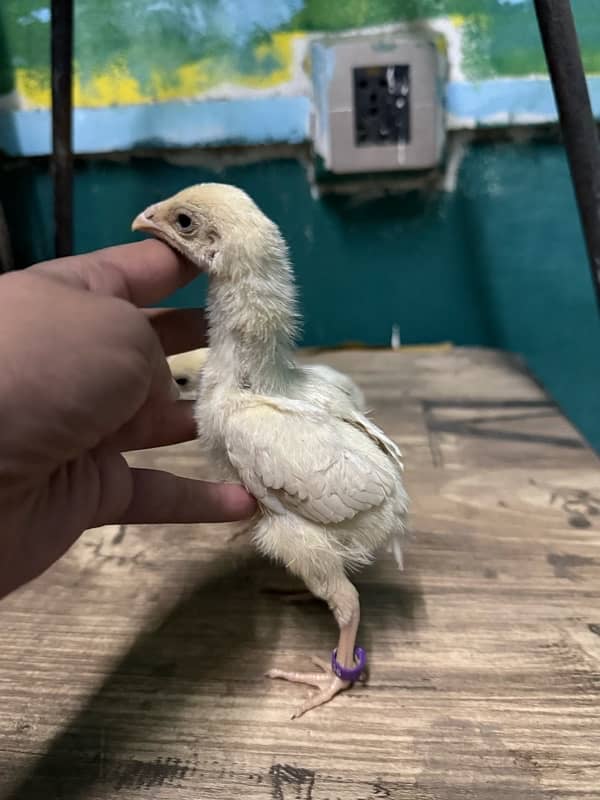 parrotbeak and o shamu chicks 2