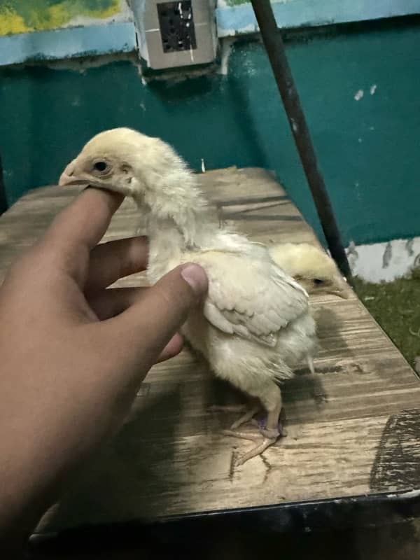 parrotbeak and o shamu chicks 3