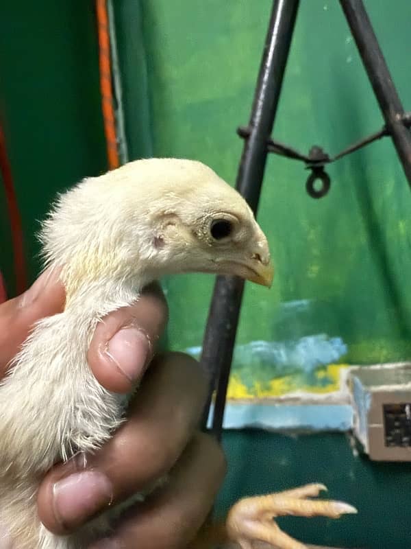 parrotbeak and o shamu chicks 4