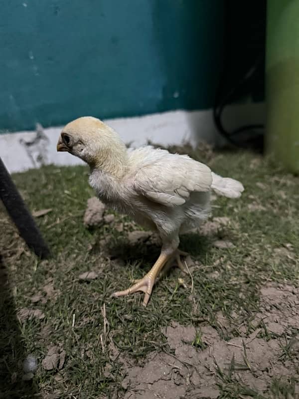 parrotbeak and o shamu chicks 6