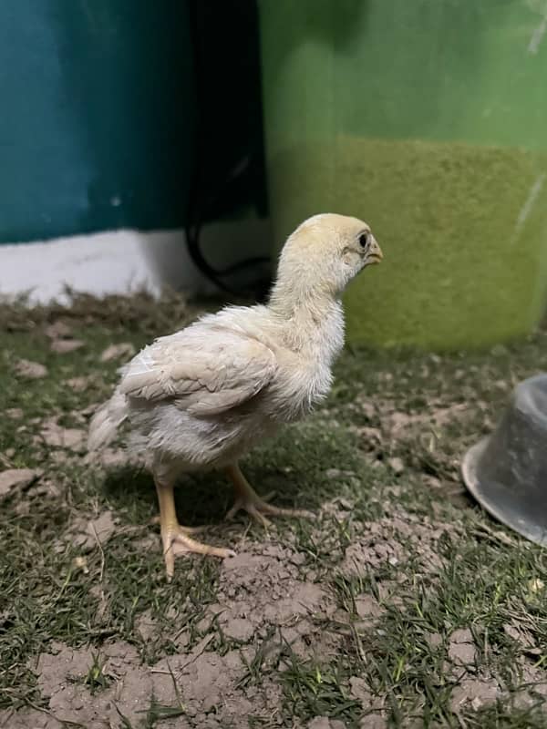 parrotbeak and o shamu chicks 7