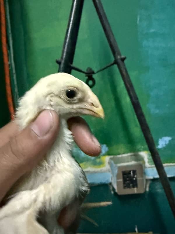 parrotbeak and o shamu chicks 8