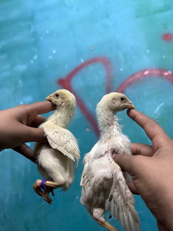 parrotbeak and o shamu chicks 16