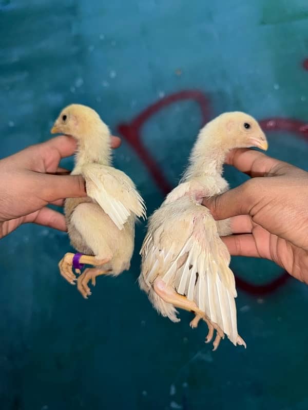 parrotbeak and o shamu chicks 17