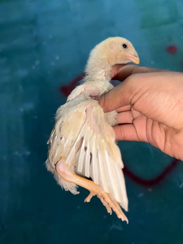 parrotbeak and o shamu chicks 18