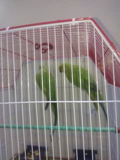 Green Ringneck pair Ghar ke breeder