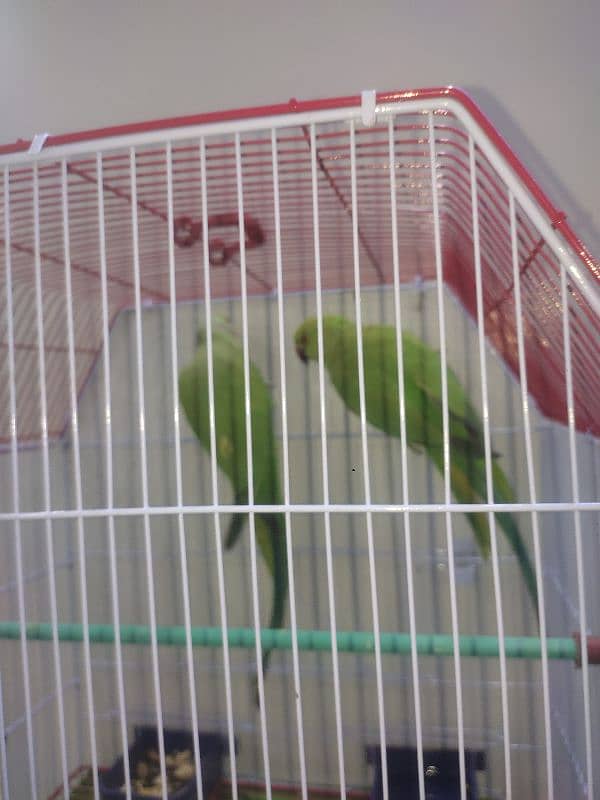 Green Ringneck pair Ghar ke breeder 0