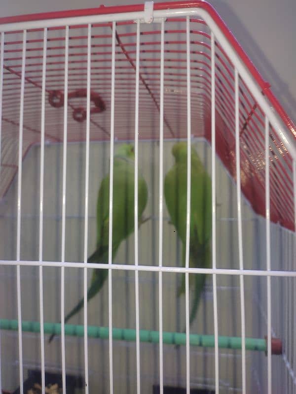 Green Ringneck pair Ghar ke breeder 1