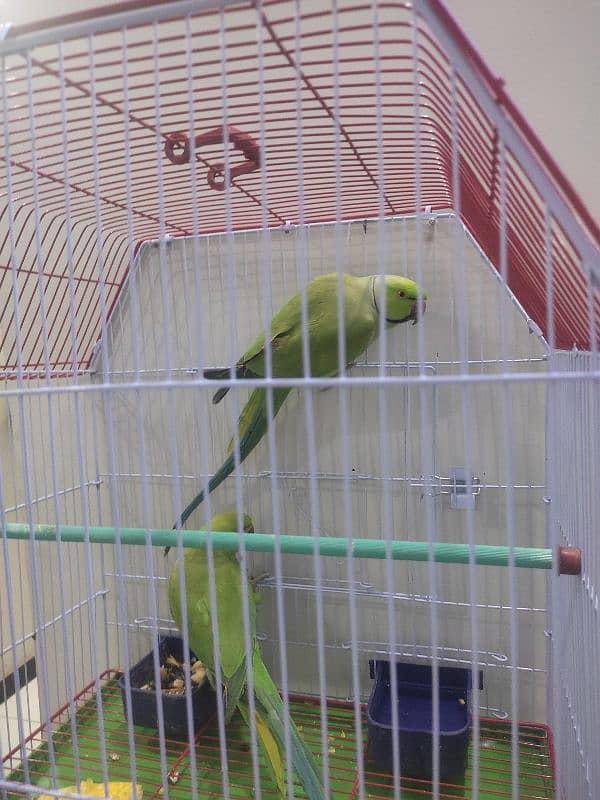 Green Ringneck pair Ghar ke breeder 2