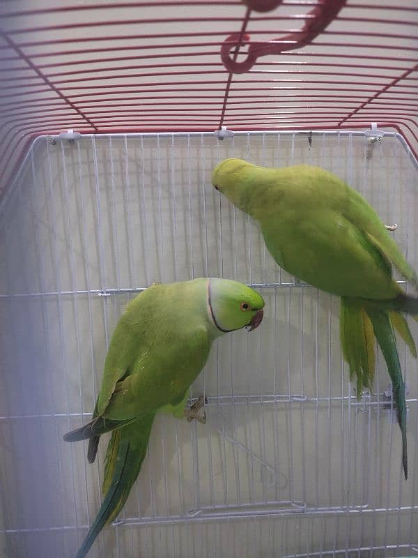 Green Ringneck pair Ghar ke breeder 3