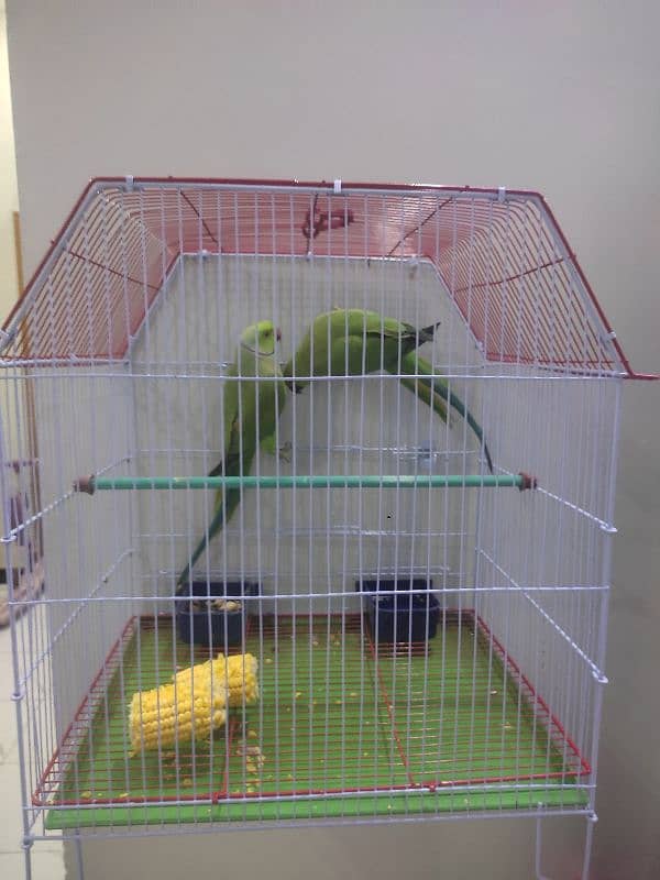 Green Ringneck pair Ghar ke breeder 4