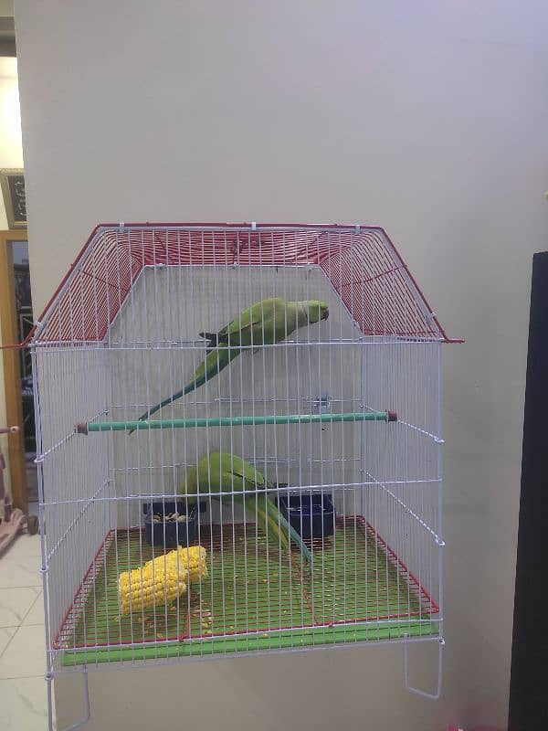 Green Ringneck pair Ghar ke breeder 5