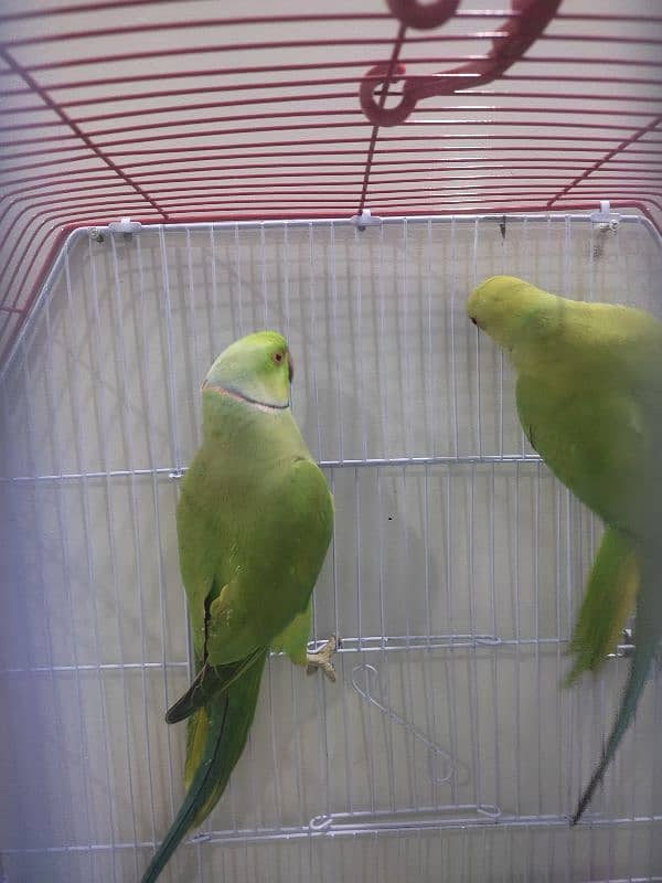 Green Ringneck pair Ghar ke breeder 6