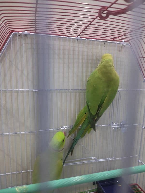 Green Ringneck pair Ghar ke breeder 7