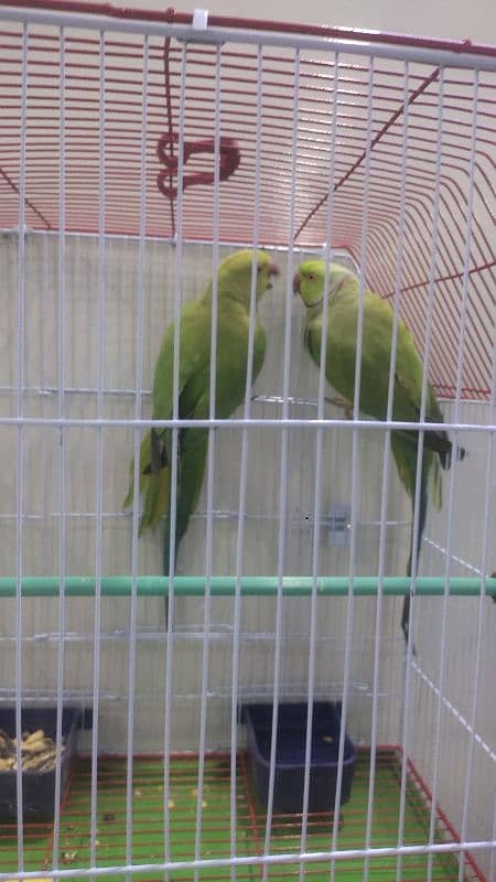 Green Ringneck pair Ghar ke breeder 8