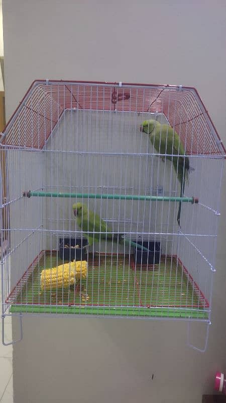 Green Ringneck pair Ghar ke breeder 9