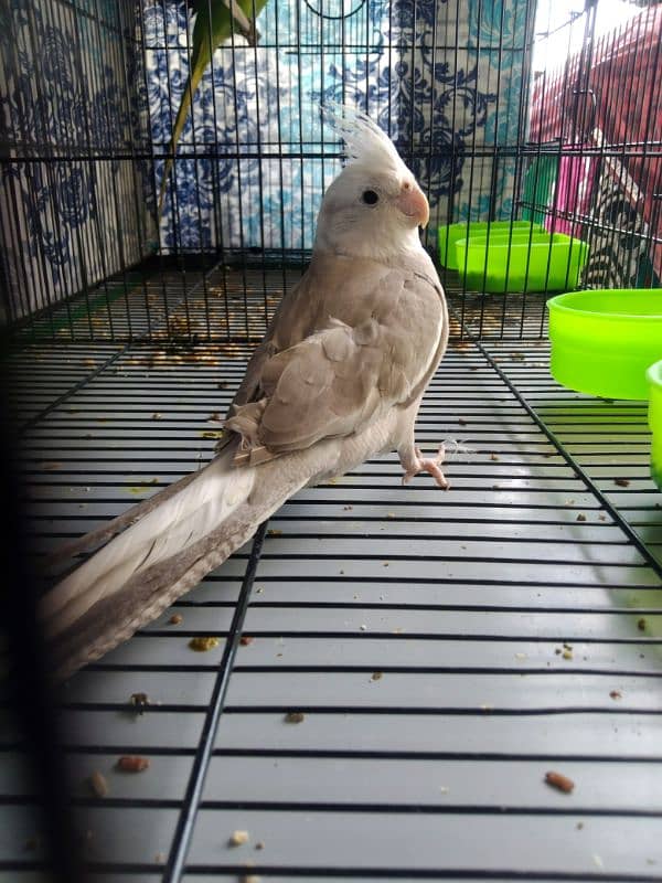 Cocktail, Ringneck & Lovebirds for sale 1