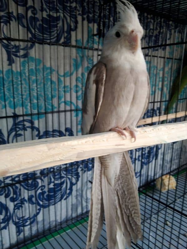 Cocktail, Ringneck & Lovebirds for sale 2