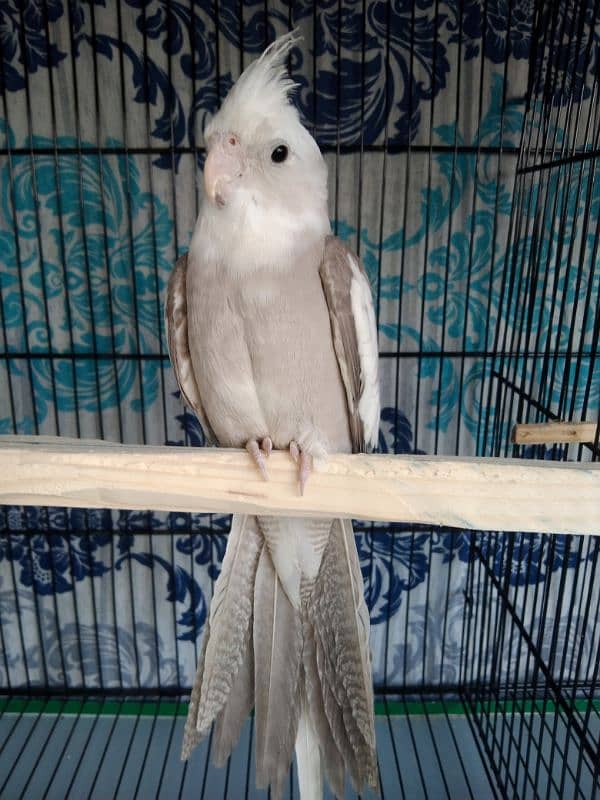 Cocktail, Ringneck & Lovebirds for sale 4