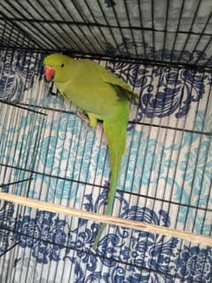 Cocktail, Ringneck & Lovebirds for sale