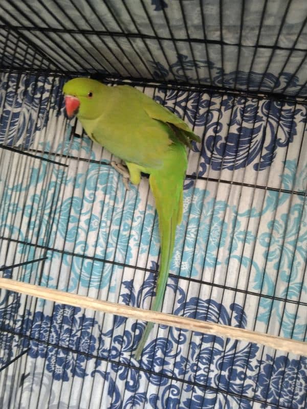 Cocktail, Ringneck & Lovebirds for sale 5