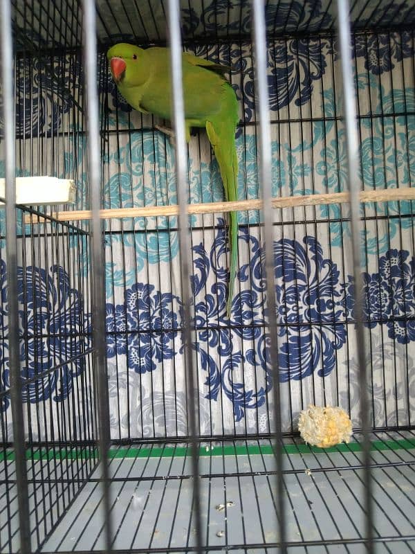 Cocktail, Ringneck & Lovebirds for sale 6